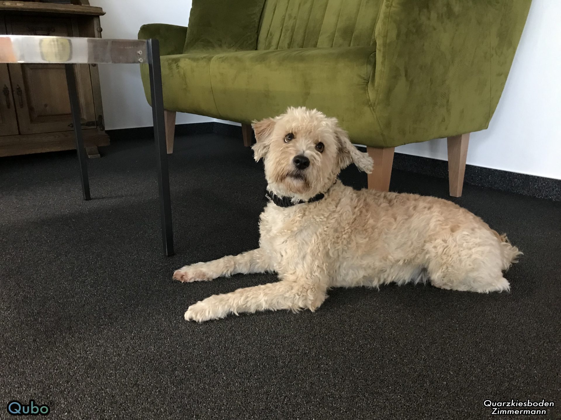Hund genießt den Steinteppich